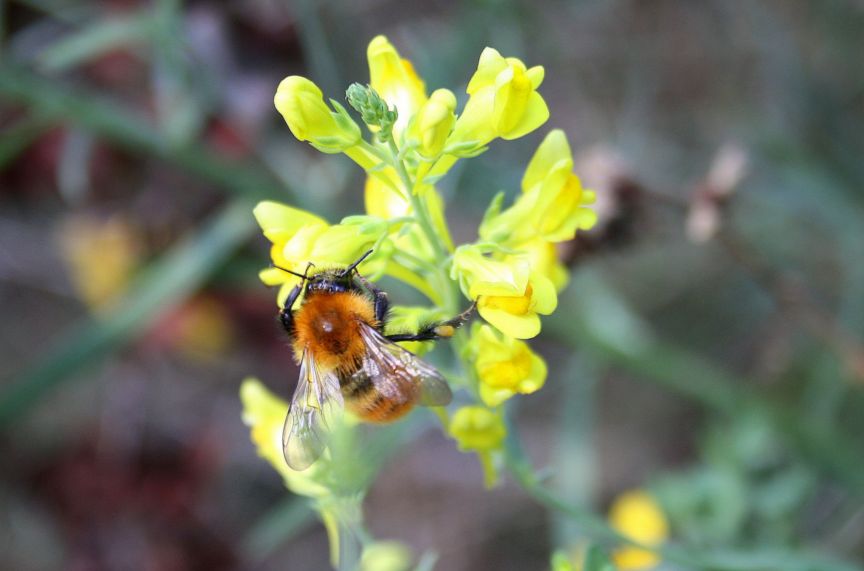 Bombus pascuorum?